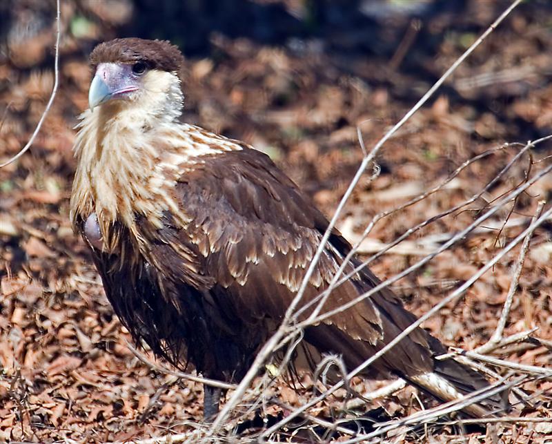 Crested Caracara (Juvenile), Florida