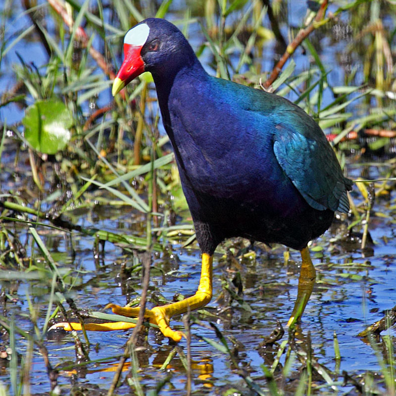 Purple Gallinule, Florida