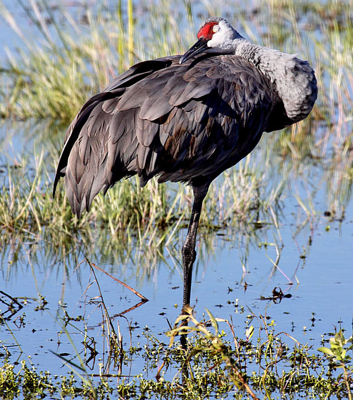 Sandhill Crane, Florida