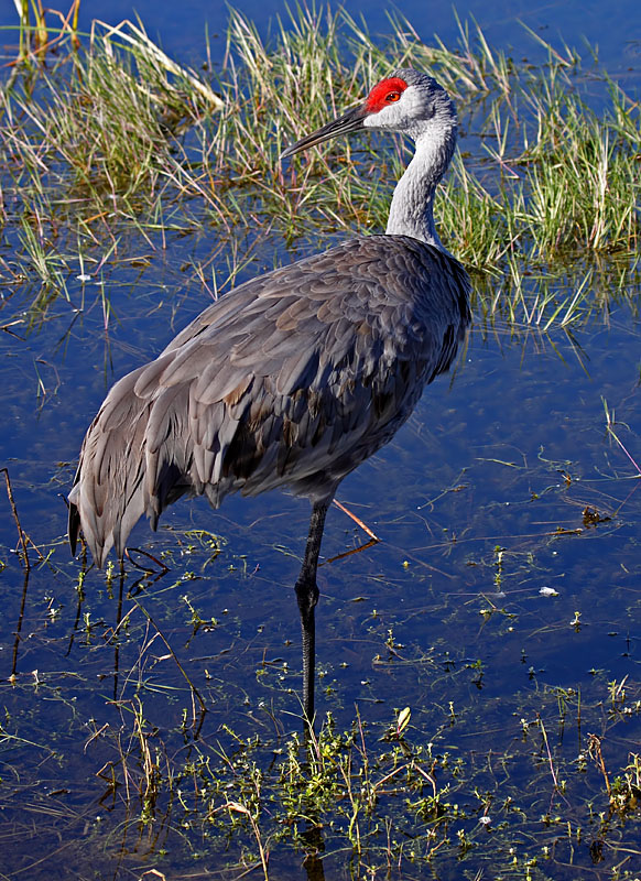 Sandhill Crane, Florida