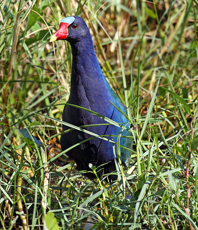 Purple Gallinule, Florida