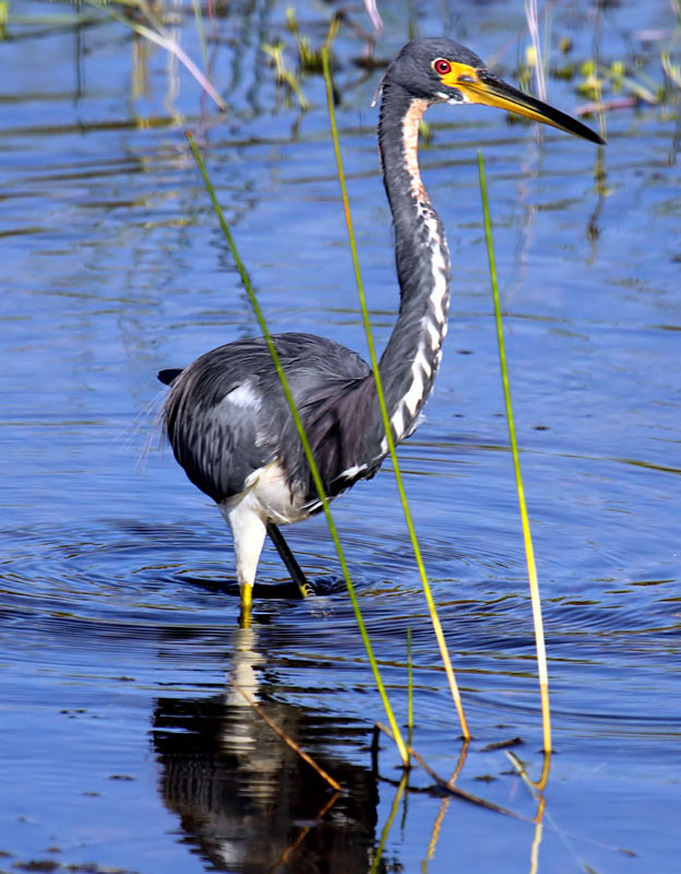 Tri-color Heron, Florida