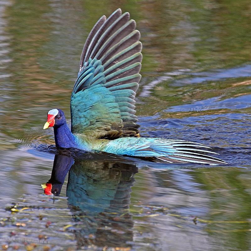 Purple Gallinule, Florida