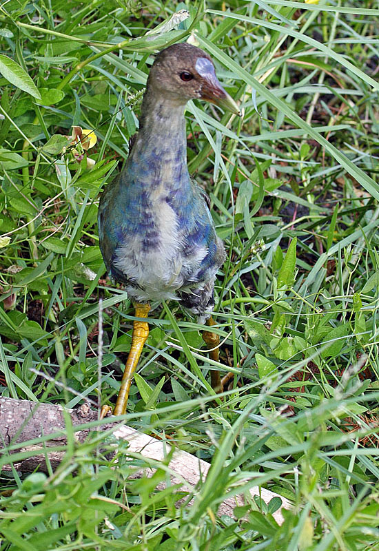 Purple Gallinule (Juvenile), Florida