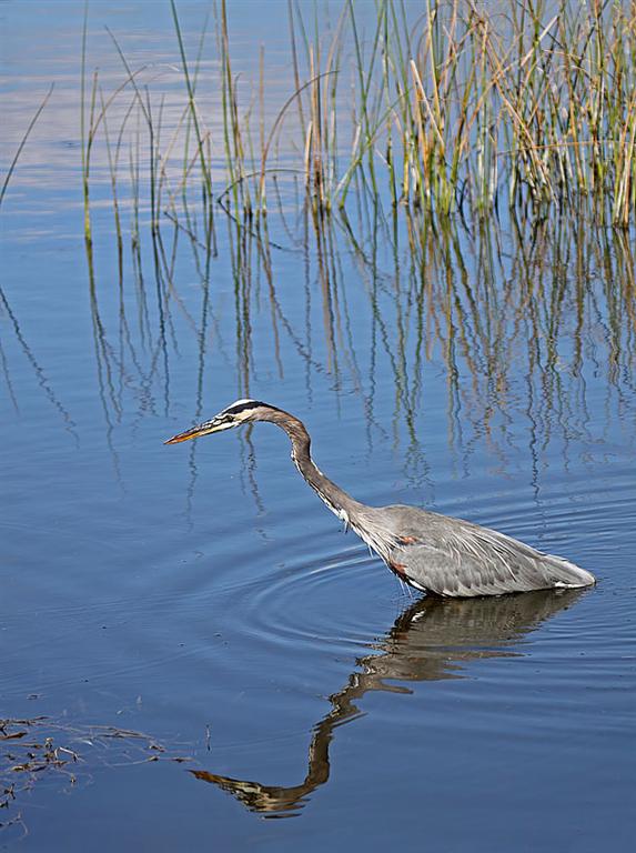 Great Blue Heron, Florida