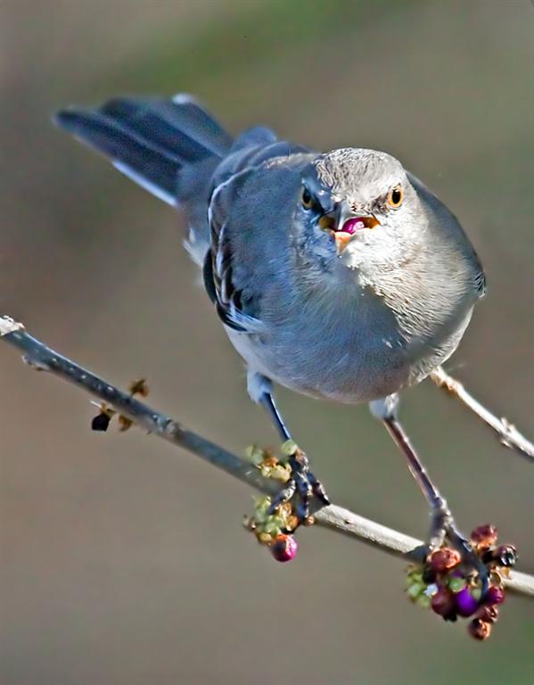Mockingbird, Florida