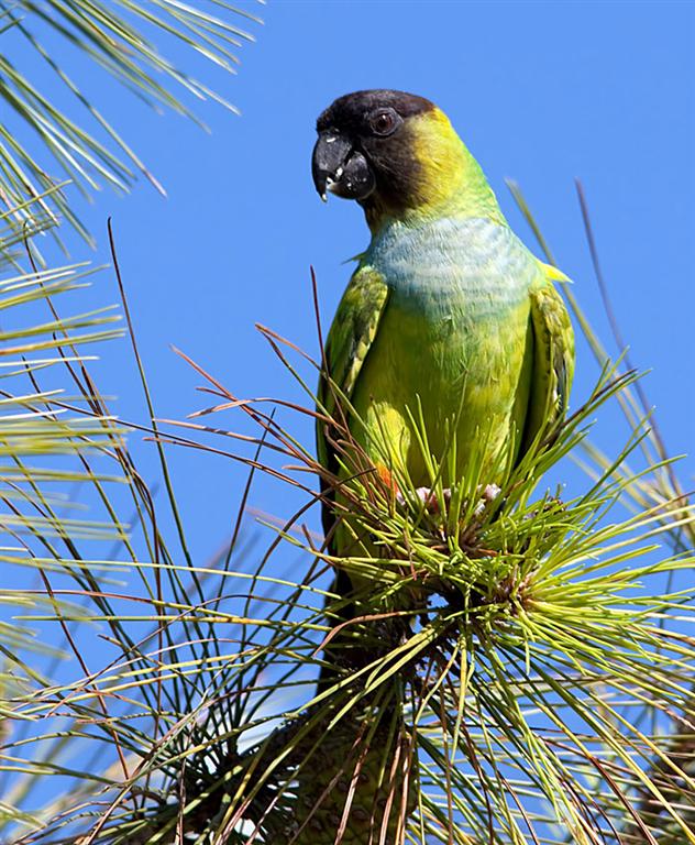 Black-hooded Parakeet, Florida