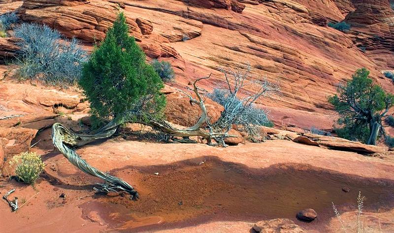   N Coyote Buttes Trail 6