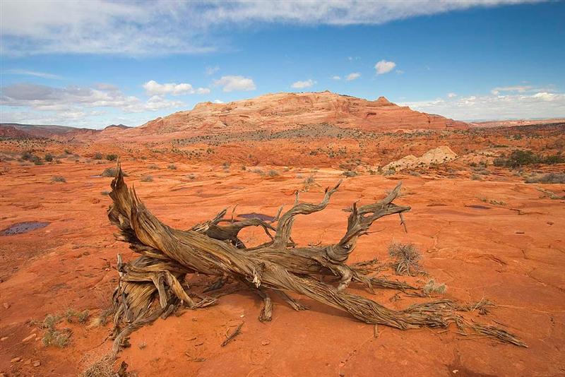   N Coyote Buttes Trail 20
