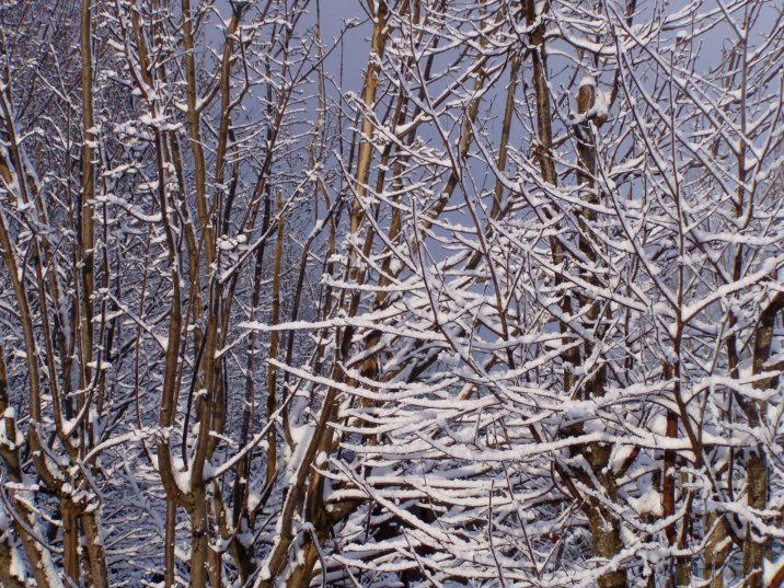 Trees in the snow