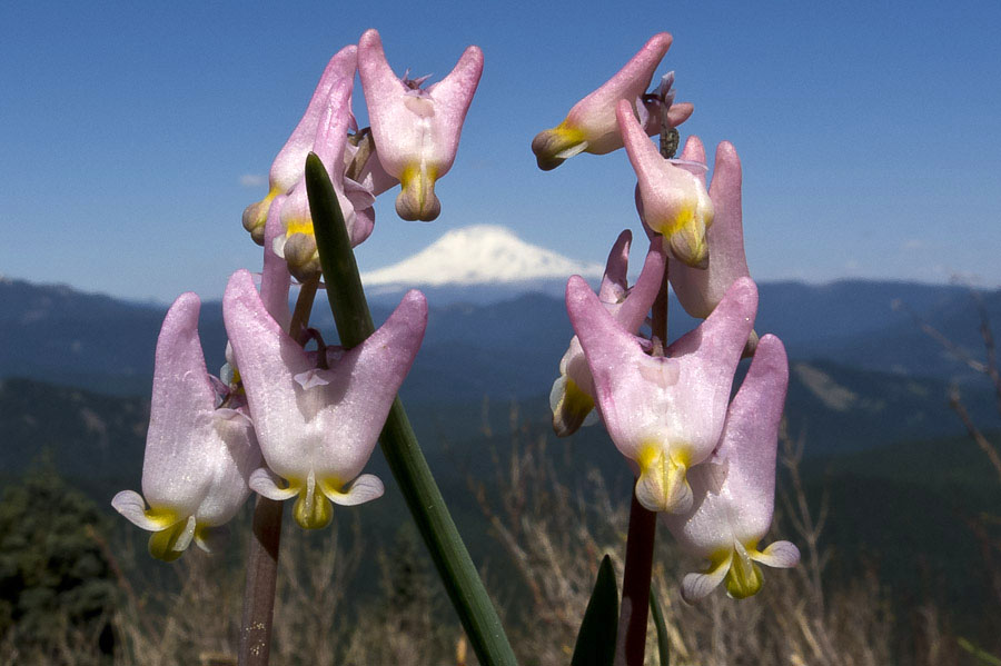 Dutchmans Breeches