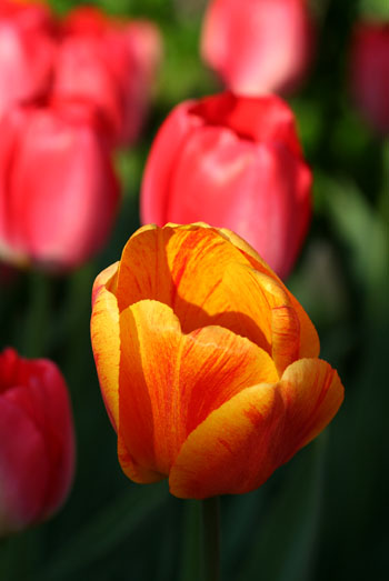 20060508_2650 tulipes.jpg