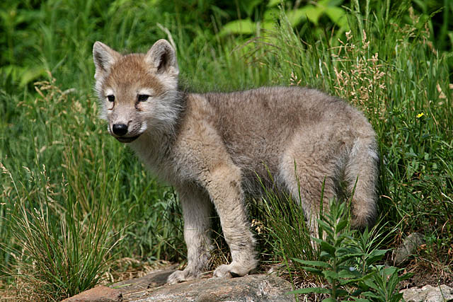 Bebe Loup Artique Baby Artic Wolf Photo Chantal Urbain Photos At Pbase Com Bebe Loup Artique Baby Artic Wolf Photo Chantal Urbain Photos At Pbase Com