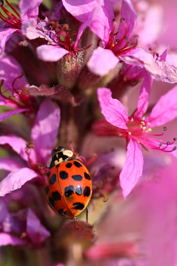 20060708_4403 Ladybug.jpg