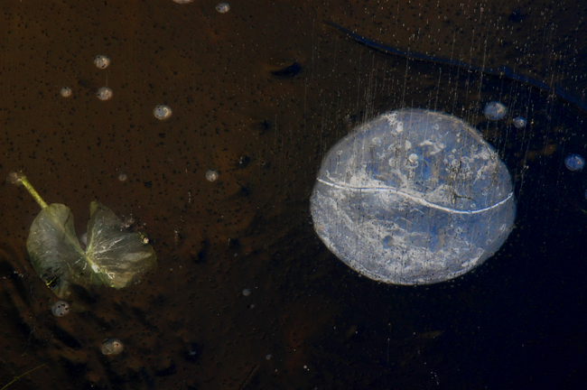 Leaf and bubble