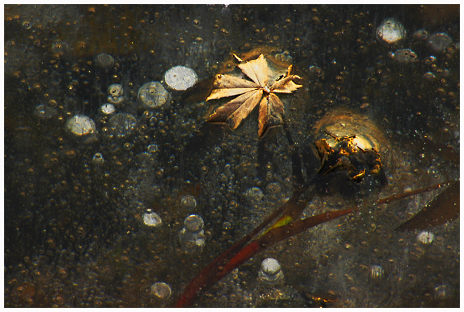 Leaf and bubbles