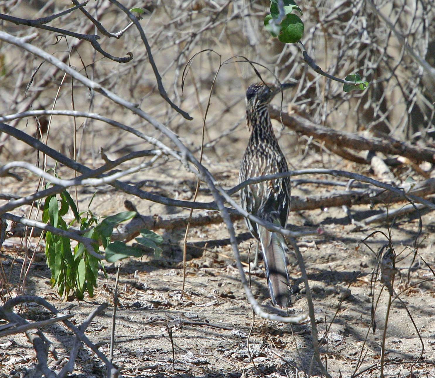  Beep Beep........ ( Road runner)