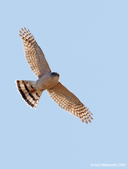 CoopersHawk20c1062_1.jpg