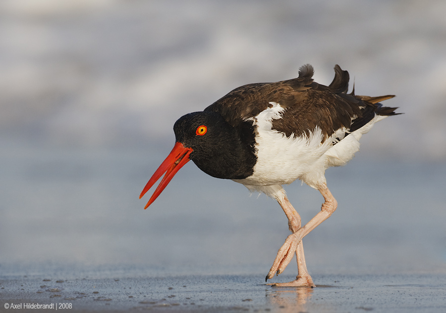 AmericanOystercatcher81c6850.jpg