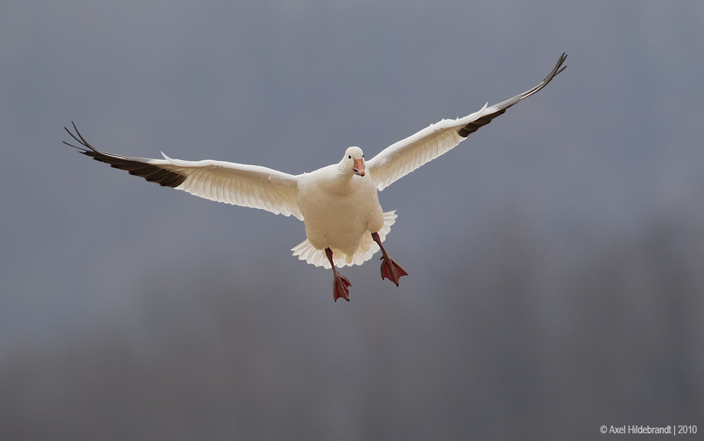 SnowGoose78c7409.jpg