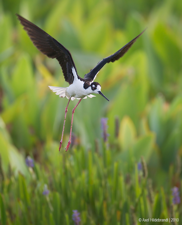 Black-neckedStilt06c2579.jpg