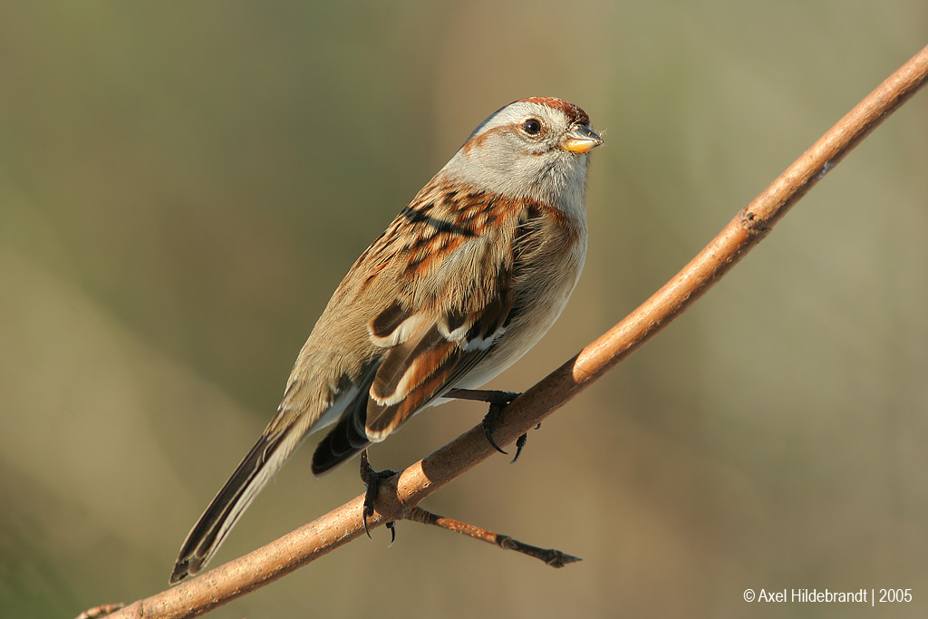 TreeSparrow07c.jpg