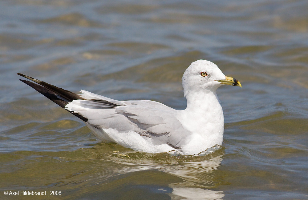 Ring-billedGull16c.jpg