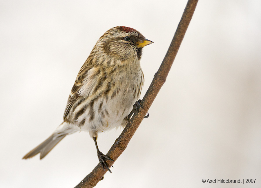 CommonRedpoll22c7092.jpg