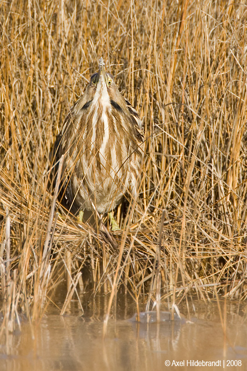 AmericanBittern01c8129.jpg