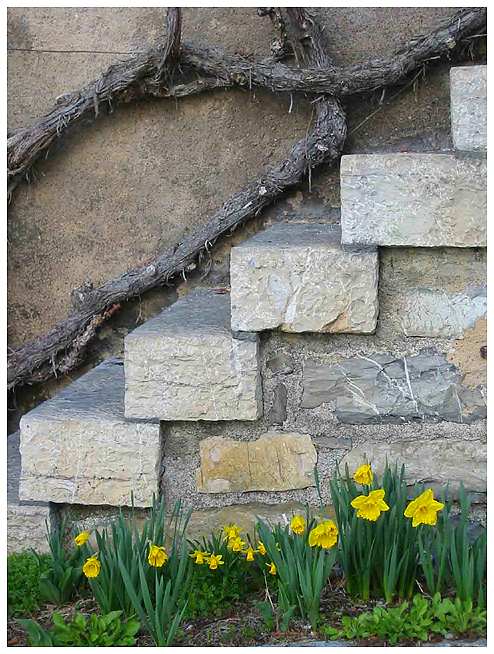 Winery steps