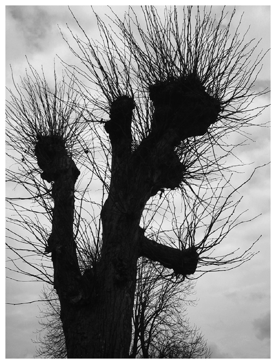 Tree in front of church . Auvers-sur-Oise, France