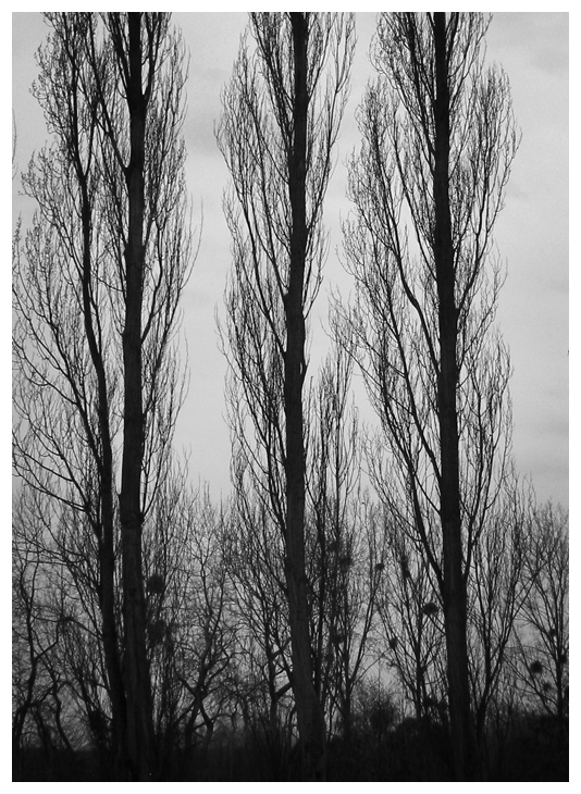Trees along the Oise