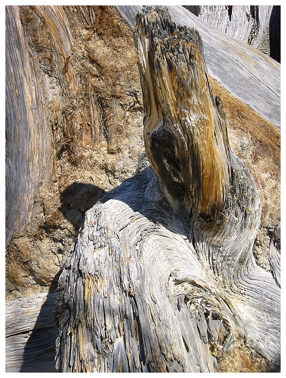 Utah tree stump