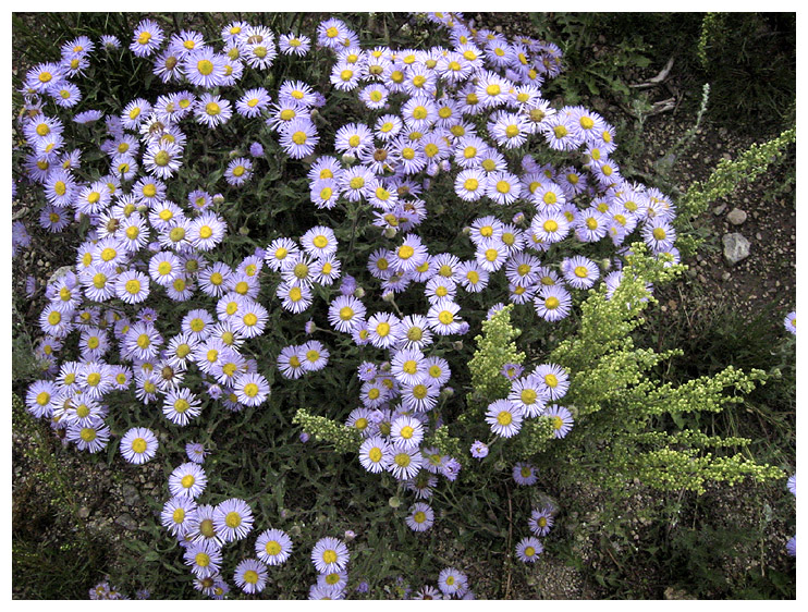 wildflowers near Mt Elbert