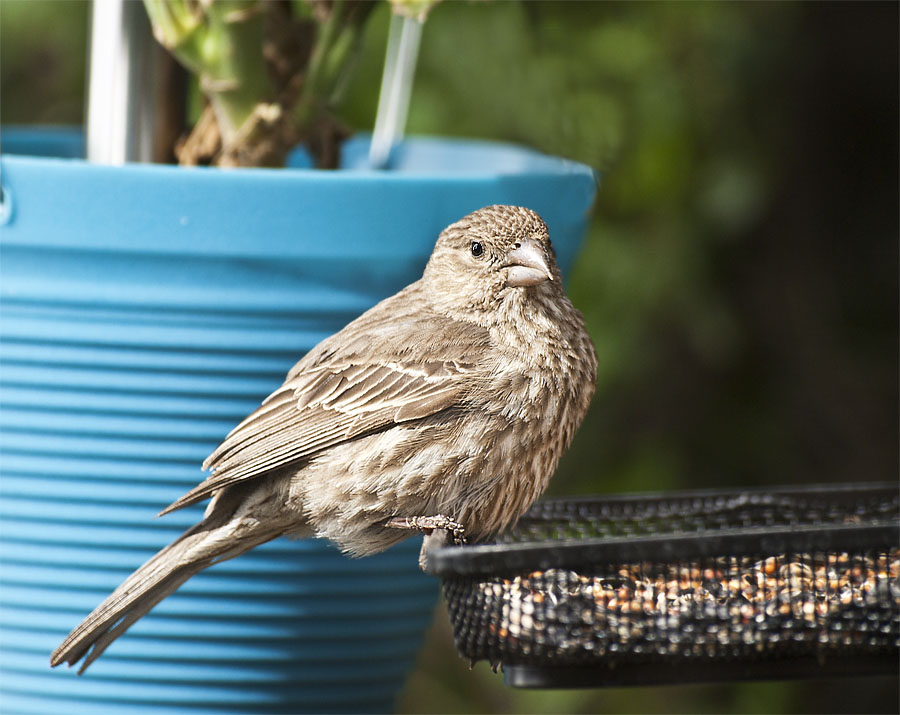 Immature House Finch