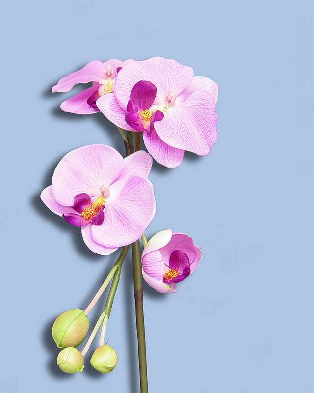 Orchid 002.jpg