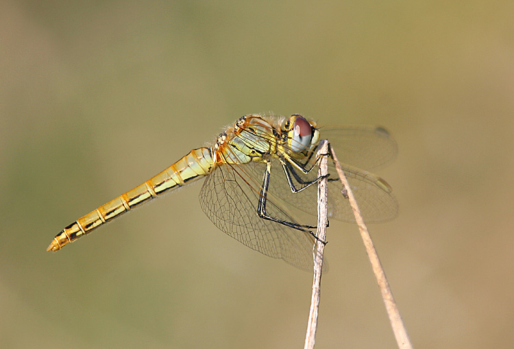 Red-veined Darter