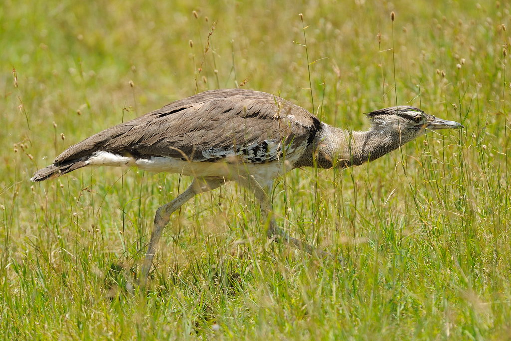 Tanzania 2010 1753.jpg