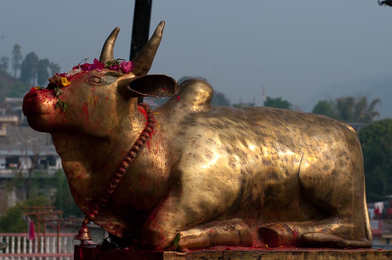 Sacred bull at the 17th-century Bhindya Basini Temple in Pokara