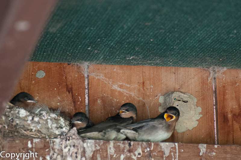 Swallows nesting at the Mareeba Wetlands Reserve