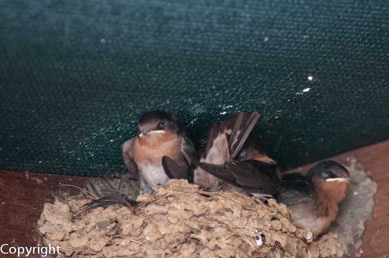 Swallows nesting at the Mareeba Wetlands Reserve