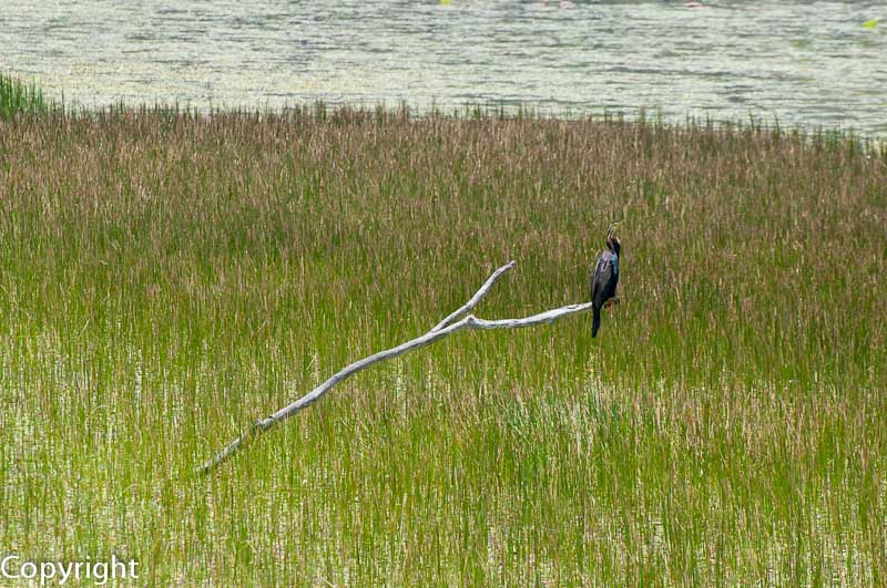 Mareeba Wetlands Reserve