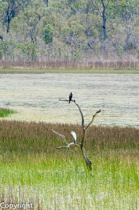 Mareeba Wetlands Reserve