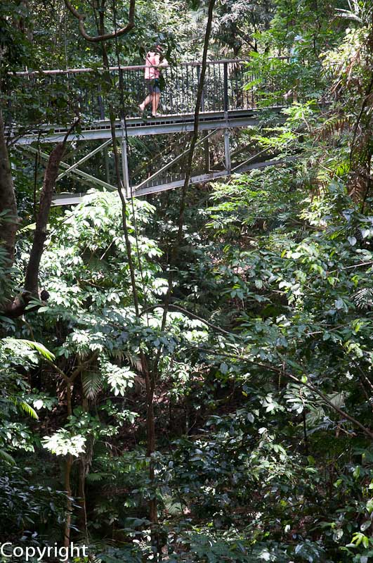 Rainforest near Barron Falls