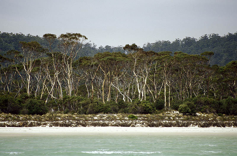 Shoreline of Maria Island