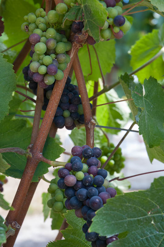 Grapes ripening at Moores Hill
