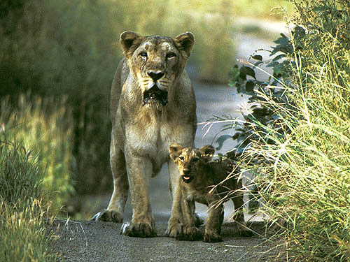Asiatic lioness and cub at Gir National Park