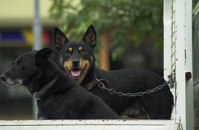 Cattledogs in Mt Beauty