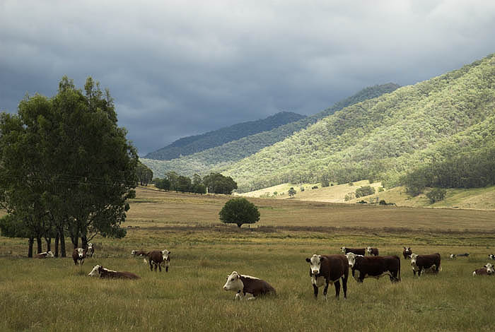 Cattle in the Kiewa Valley