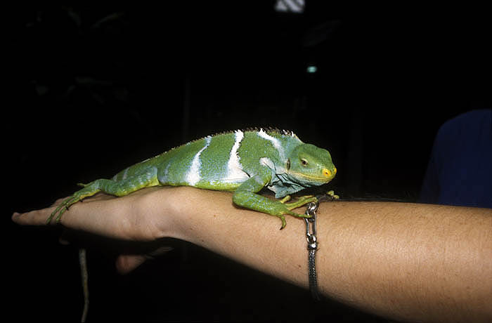 Fijian Crested Iguana, Kula Eco Park